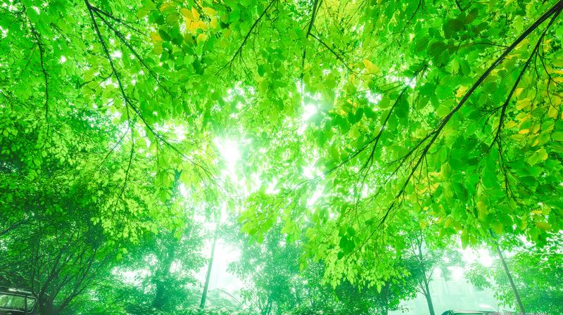 5月の新緑