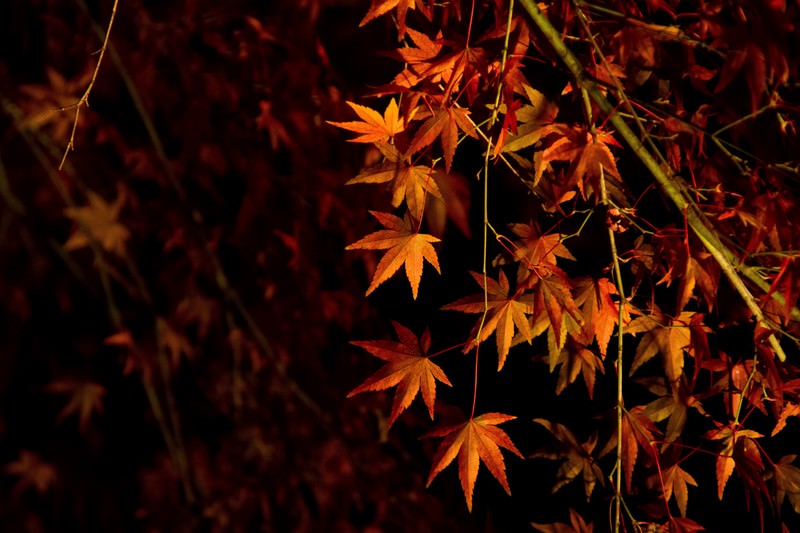 ライトアップされた紅葉