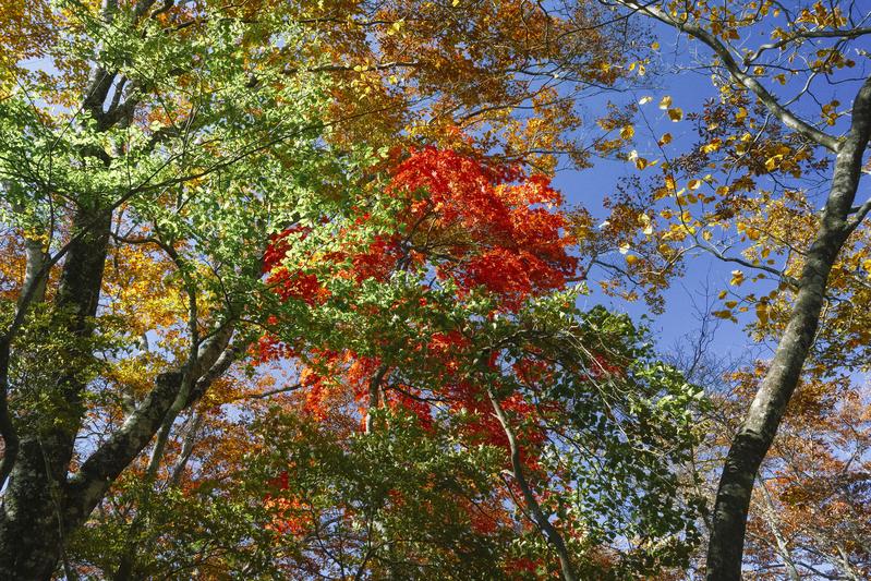 秋の紅葉
