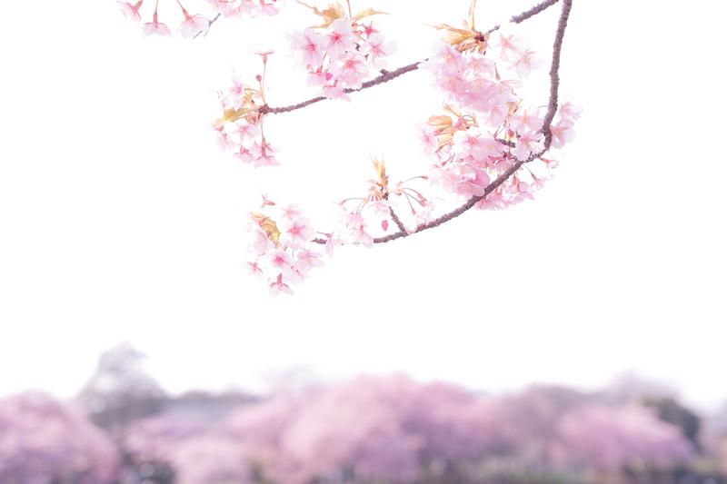 梅の花